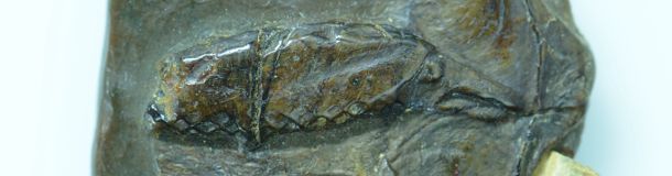 Le pouvoir communal à Poissy